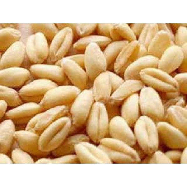 Sharbati Wheat Seeds