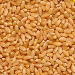 Wheat Seeds