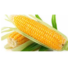 Organic Whole Yellow Maize, for Human Food, Packaging Type : In Sack