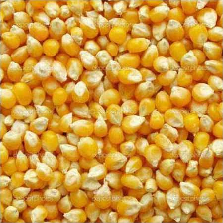 yellow maize seeds