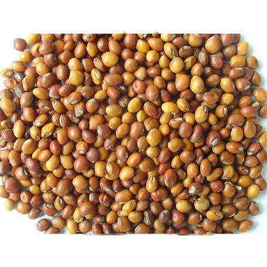 Pigeon Pea