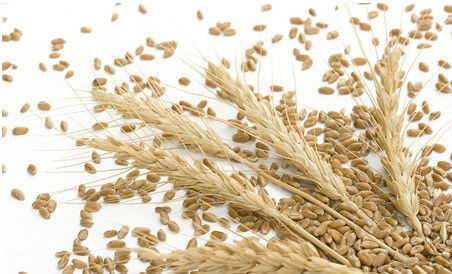 Sortex Clean Wheat