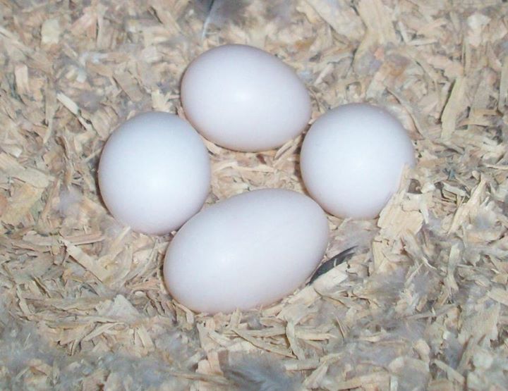 fertile parrot eggs