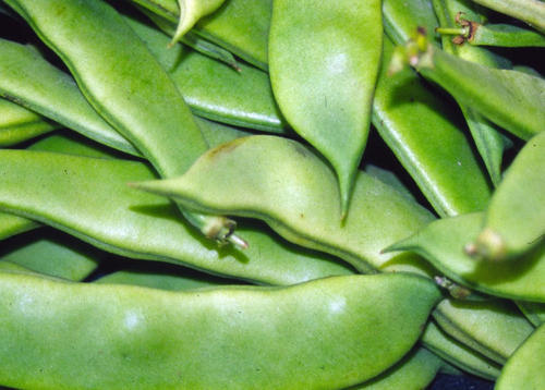 Organic Fresh Avarai Beans