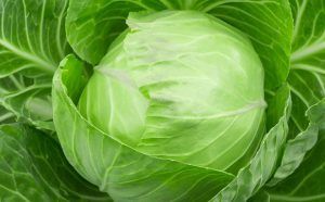 Fresh Cabbage