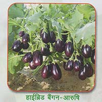 brinjal