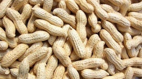 Shelled Peanuts