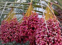 Fresh Dates(Red Desi)