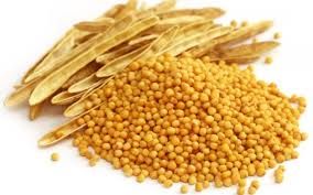 Organic yellow mustard seeds, Packaging Type : Jute Bag, Plastic Bag