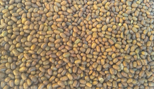 Sesbania Seeds