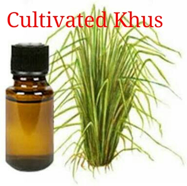 Cultivated Khus