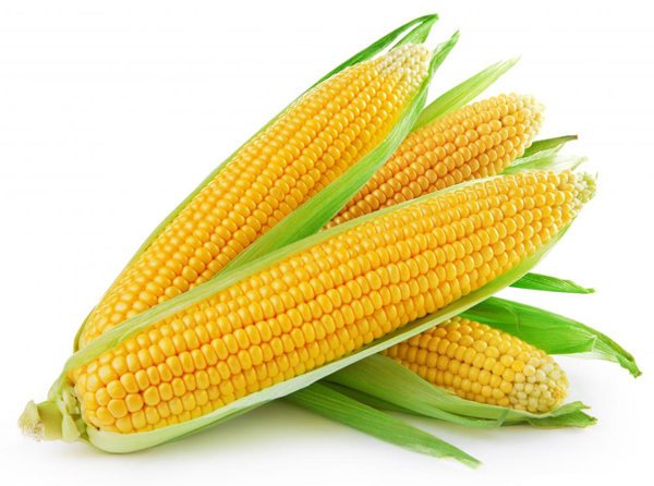 Organic yellow maize, for Cornflakes