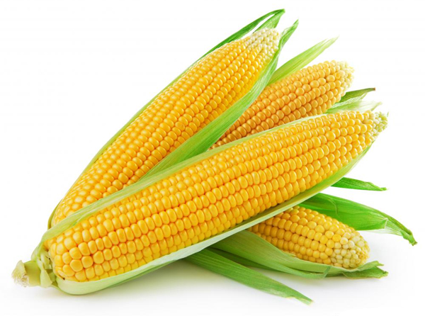 yellow maize