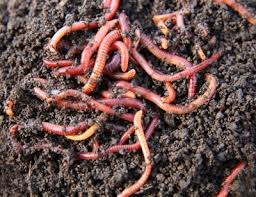 Earthworm Fertilizer