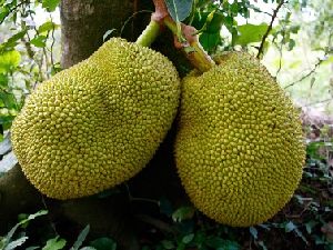 Organic Fresh Jackfruit