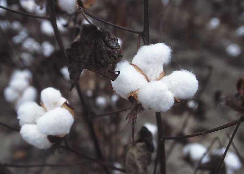 MGCF TEXTILE Natural Cotton Fiber, Size : KG
