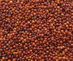 Pigeon Peas, Color : Red