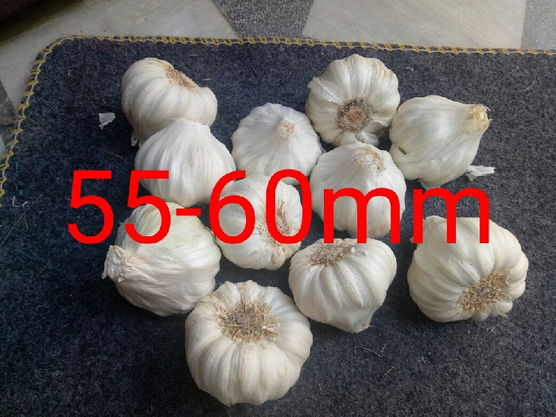 Garlic, Size : 50 MM