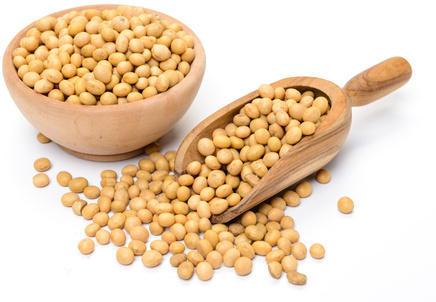 Organic soybean seeds, Color : Yellow