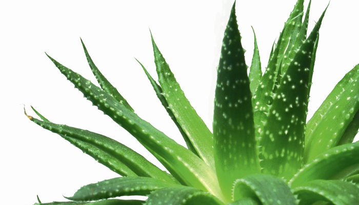 Aloe Vera Leaves