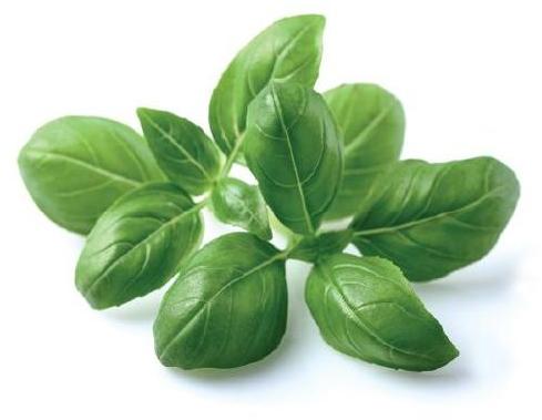 Basil Leaves, Color : Green