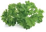Parsley Leaves, Color : Green