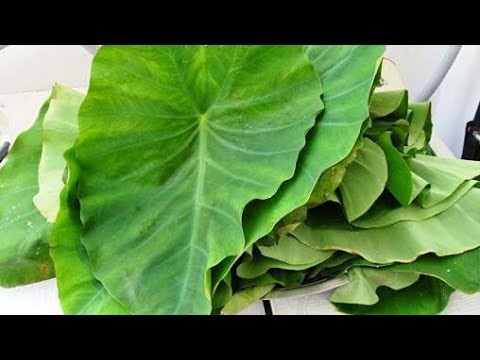 Fresh Alu Patra Leaf