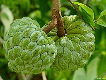 fresh fruits