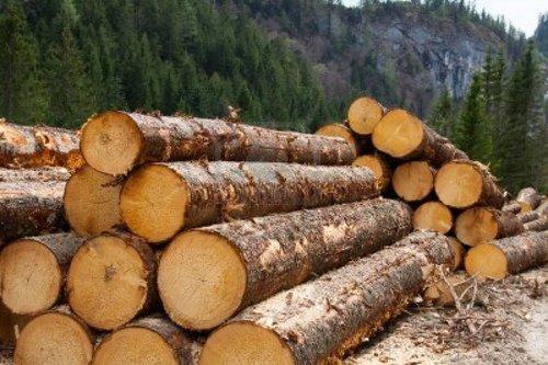 Timber Wood Logs