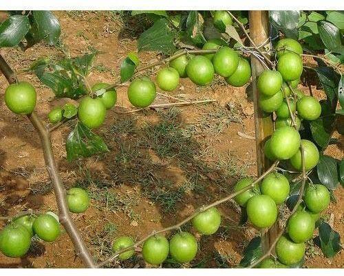 Apple Ber Plant, for Landscaping Trees, Color : Green