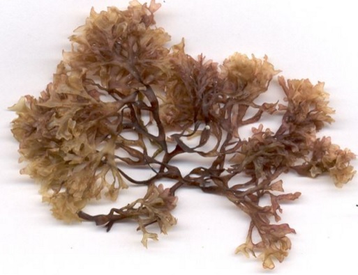 seaweed sea moss