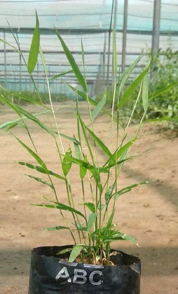 Ornamental Bamboo