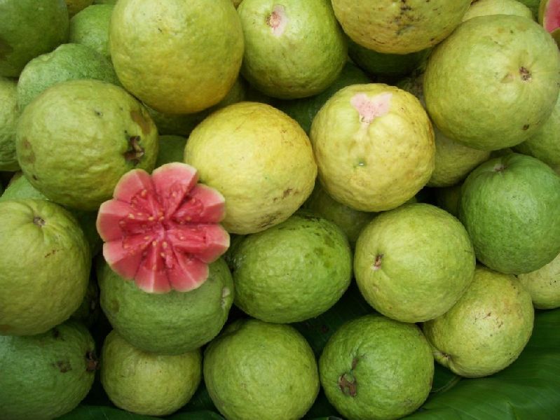 Organic Fresh Red Guava, Size : Medium