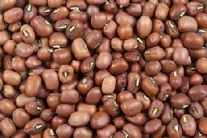 Organic Brown Moth Beans, Packaging Type : Packed In Plastic Bags