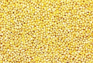 Ayush Organic Yellow Millet Seeds