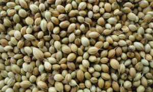 Coriander seeds, Purity : 98 %