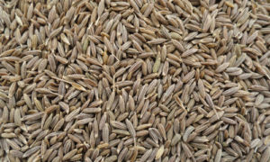 cumin seeds