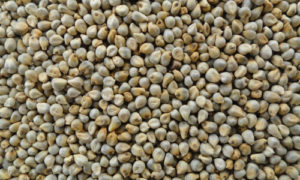 Green Millet Seeds