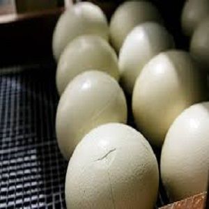 Fertile Ostrich Eggs