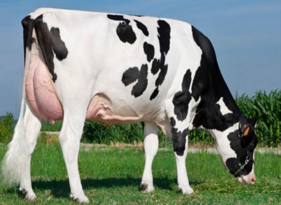 Pregnant Holstein Heifers Cows