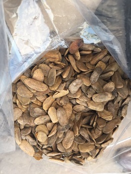 akuamma seeds