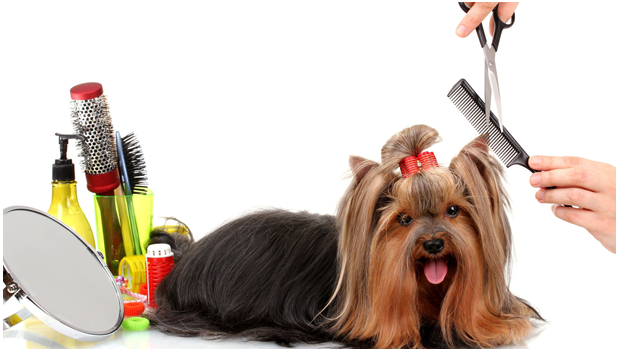 Services - Dog Grooming Services from Bangalore Karnataka India by