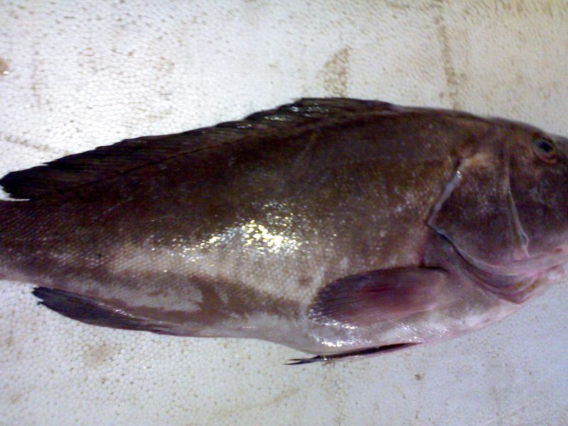 Fresh grouper