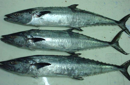 king fish (seer fish)