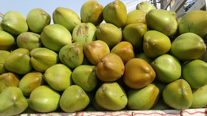 Green Coconut - NAFABAZAR, Kolkata, West Bengal