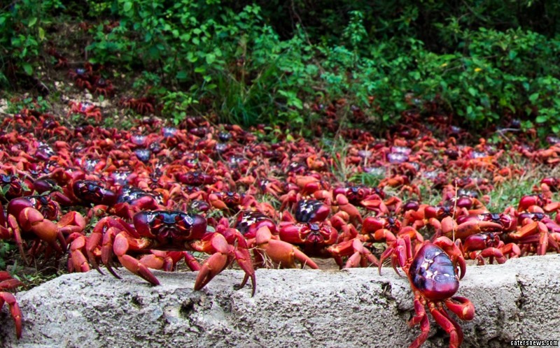 Fresh Frozen and Live Mud Crabs Manufacturer in California United States | ID - 3990466