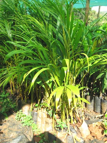 Areca Palm Plants