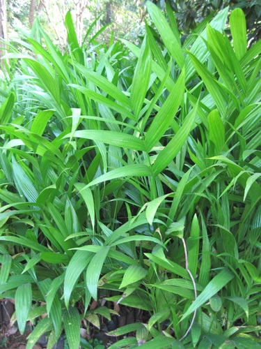 Areca Srivardhini Plants