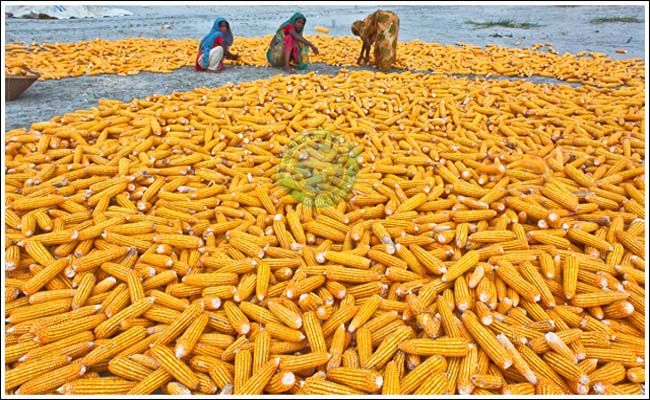 yellow maize