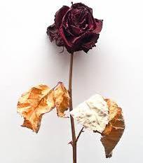 Dried Red Roses Buy Dried Red Roses in Karachi Pakistan from G. R. Traders